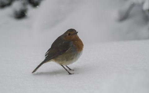 La primera migración está guiada por la genética de las aves