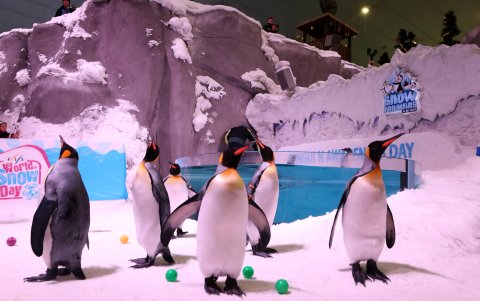 Los investigadores han subrayado que el comportamiento individual (la 