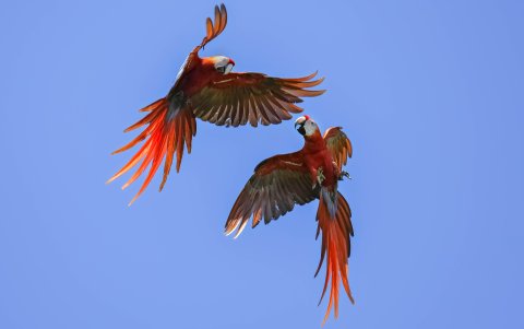 Avistamiento de lapas rojas en la zona boscosa que rodea el Golfo Dulce, el 25 de febrero de 2024 en Golfito (Costa Rica).