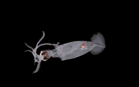 Tras culminar esta expedición submarina, los científicos trabajan ahora en tierra en la clasificación de las muestras.