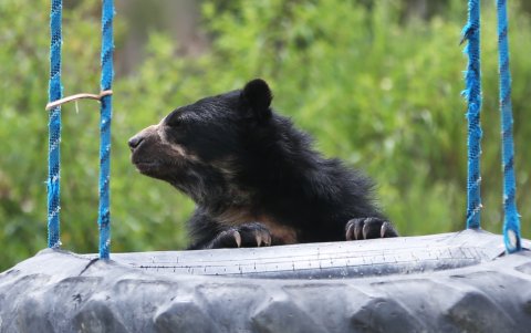 El enriquecimiento alimenticio incluye una dieta nutritiva y variada, con distintas presentaciones, como esconder el alimento en piñatas .