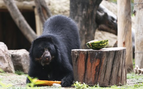 Estos animales se caracterizan por su pelaje oscuro y unas manchas blancas alrededor de los ojos.