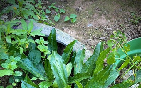 Esta es una planta amazónica que crece libremente, pero le da a la comida un sabor muy ruco.