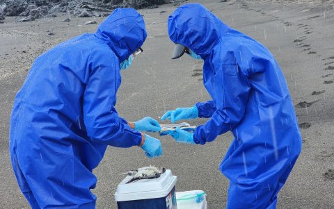 Desde la detección de un primer caso de gripe aviar, en septiembre de 2023, sea realizan constantes análisis.