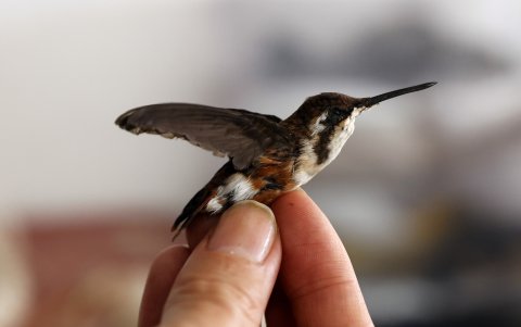 El taxidermista Miguel Vargas muestra un colibrí disecado,