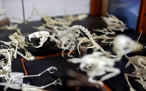 Varios esqueletos de un animales en el estudio del taxidermista Miguel Vargas