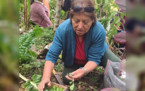 Una vecina trasplanta cultivos