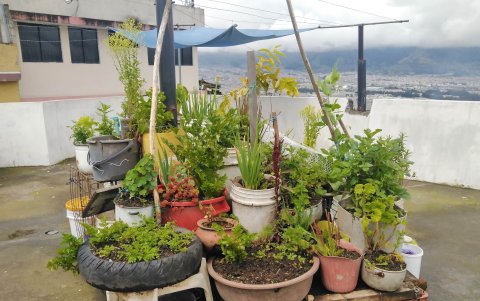 Uno de los huertos de las terrazas del barrio.