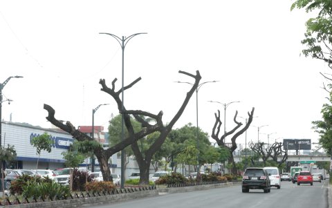 Arborización. Las especies enfermas han sido podadas en la avenida Kennedy. Algunas comienzan a recuperarse.