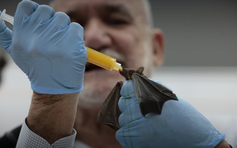 El especialista muestra un ejemplar de esta especie durante una rueda de prensa previo a la inauguración del Festival del Bosque Quiróptera