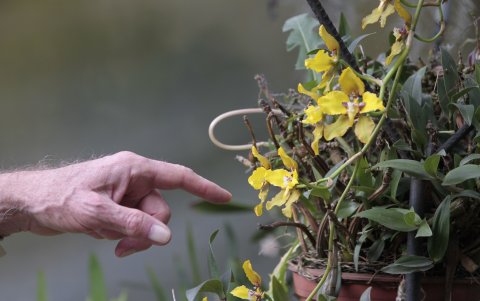 Este es uno de los ejemplares de orquídeas que tiene Alexander en su hogar