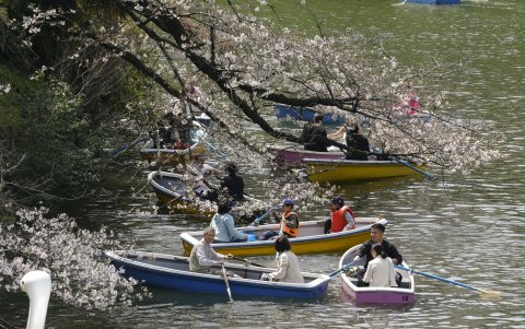 La fecha promedio en la que comienzan a florecer los cerezos se ha adelantado 1,2 días por década desde 1953