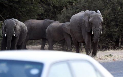 Los elefantes cruzan una carretera mientras los coches pasan en Kasane, en el distrito de Chobe, al norte de Botswana.