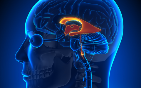 El estrés puede afectar varias áreas del cerebro, pero una de las regiones más importantes involucradas en la respuesta al estrés es la amígdala