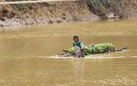 Improvisación. Un agricultor empuja en el río una balsa sobre la que lleva racimos de guineos para vender en la zona poblada, debido a la falta de la estructura.