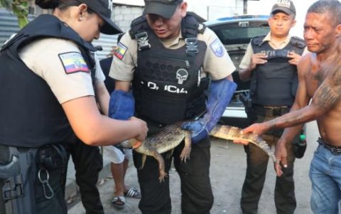 El animal fue entregado a la Policía Ambiental.