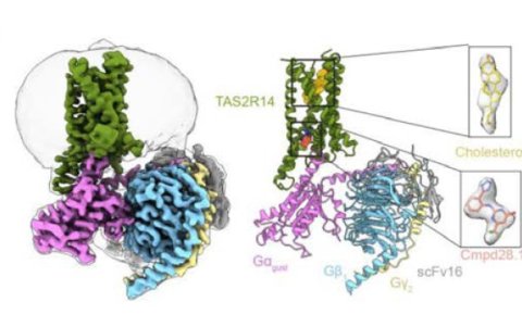 Un estudio ha descrito cómo es la estructura de la proteína del receptor del sabor amargo TAS2R14 y cómo hace su función.