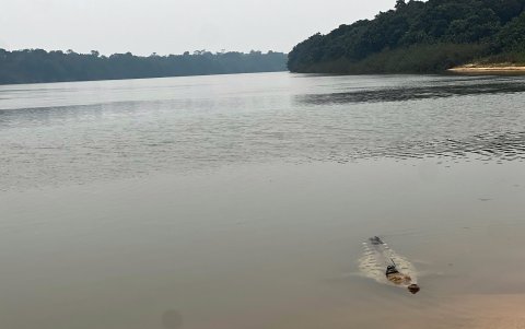 Uno de los cocodrilos liberado este jueves 11 de abril de 2024 a las aguas, en el sector del departamento del Vichada (Colombia).