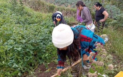 La minga para la cosecha de la papa o los frutos es una tradición que se comparte en familia