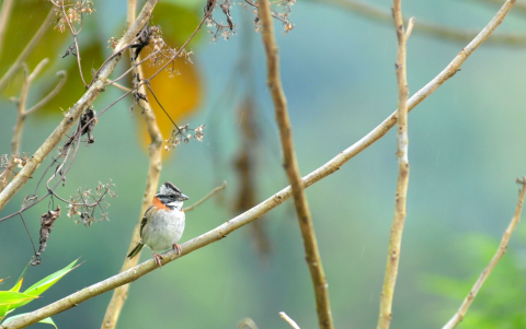 Un ejemplar de Gorrión Ruficollarejo (Zonotrichia capensis).