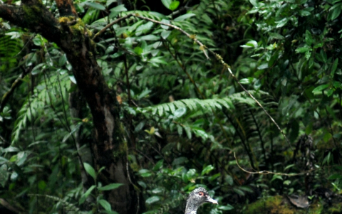 Un espécimen de Pato Real (Cairina moschata), en el río Isimanchi, junto a San Andrés, Zamora Chinchipe.