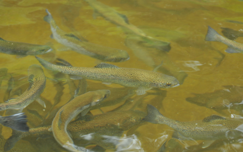 Individuos de truchas que cría un poblador de San Andrés a unos 30 minutos del caserío principal, como parte de un emprendimiento para mantener en pie el bosque de su predio.
