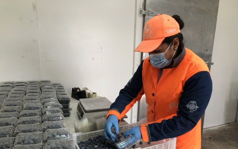 Arándanos. Es uno de los primeros beneficiados. A partir de mayo dejará de pagar 30 % de arancel.