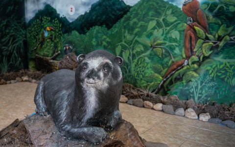 Réplica de oso de anteojos ubicada en el Centro de Interpretación del ACP Chicuate - Chinguelas empleada para enseñar sobre la biodiversidad del lugar a los visitantes y a los niños de la comunidad.