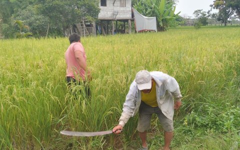 Labor.- Dos agricultores trabajan en un cultivo de arroz  en Salitre.