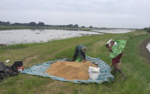 Capacitación.- Agricultores en la Escuela de Semilla que se está dando en este mes de abril de 2024.
