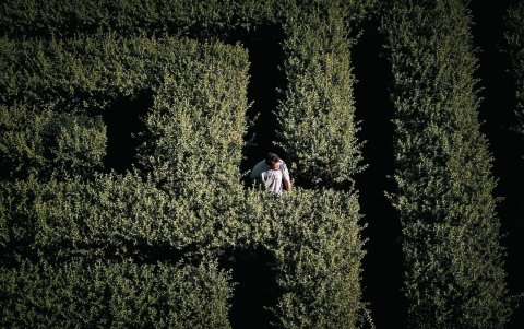 Una persona camina en un laberinto el 29 de febrero de 2024 en la localidad de Malargüe