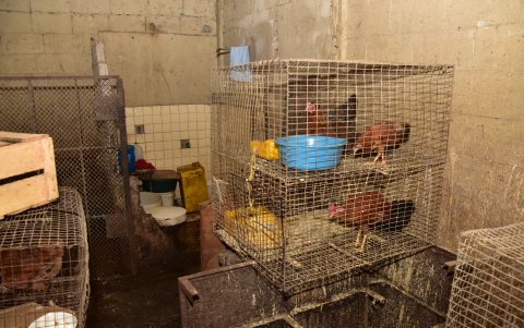 Las aves se encontraban enjauladas.