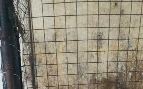 Monos también están dentro de los animales retirados.