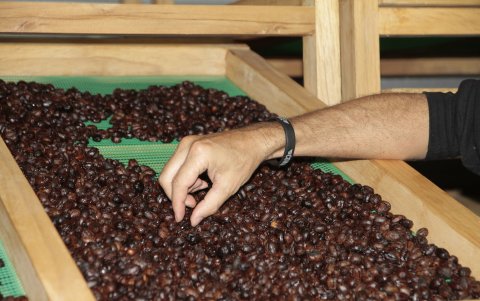 Según la Asociación de Cafés Especiales del Ecuador (Acede), otras tres fincas han recibido estas distinciones desde 2018 entres ellas La Papaya,