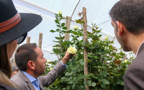 La delegación también visitó las instalaciones de Negrete Star Roses, para conocer el proceso de producción florícola.