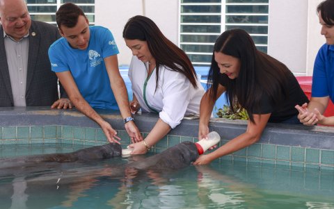 Autoridades alimentan a dos manatíes cachorros en la sede del Centro de Conservación de Manatíes del Caribe