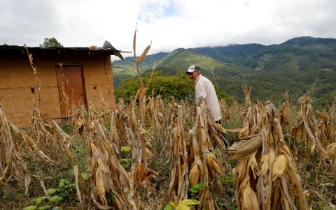 Un campesino caminando por una milpa de maíz afectada por falta de lluvia, en el cerro La Mora en el Municipio de Santa Lucía, del departamento de Francisco Morazán, en Honduras.