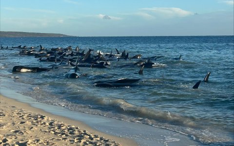 Unas 160 ballenas piloto se han quedado varadas en una remota playa de la localidad de Dunsborough, en el suroeste de Australia, de las cuales al menos 26 han muerto.