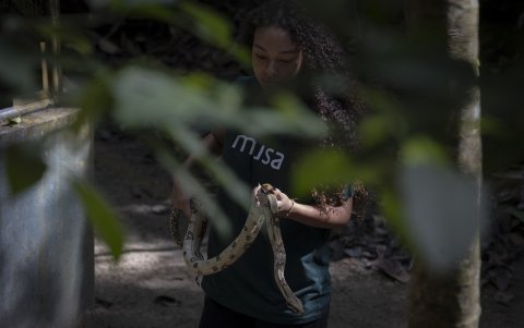 Fotografía de un empleado transportando una boa constructor en una guardería en la selva amazónica de la reserva forestal Adolpho Ducke.