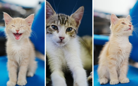 SONY ZV-E1   f/2.8   SS:1/100  ISO 800  Lente: 24-70 mm.