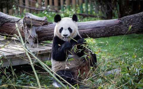 Uno de los osos pandas que emprendió este lunes a las 11:25 hora local (03.25 GMT) su viaje desde la ciudad central china de Chengdu hacia España
