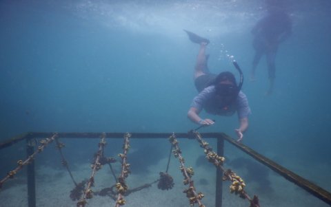 La grave mortandad provocada en años pasados por el fenómeno climático de El Niño, en las islas Galápagos, provocó la extinción de especies marinas