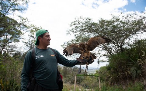 William Aldaz hace que el gavilán Orus entrene con vuelos cortos y largos.