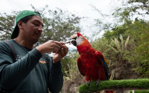Scar toma vitaminas con una jeringa y de premio recibe un maní.
