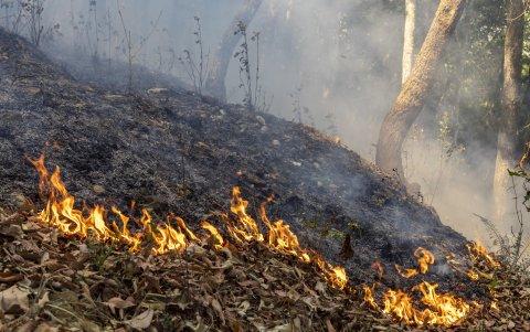 Esta ola de incendios forestales dejó imágenes de ciudades sumergidas bajo una capa de humo negro.