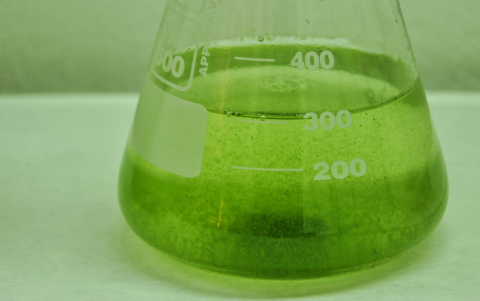 Las microalgas son conocidas por su alta eficiencia en la absorción de CO2