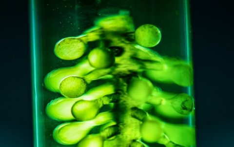 Las microalgas desempeñan un papel importante en la mitigación del cambio climático, ya que absorben grandes cantidades de dióxido de carbono