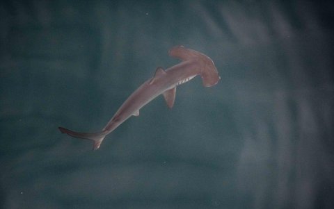 Un ejemplar juvenil de tiburón martillo liso