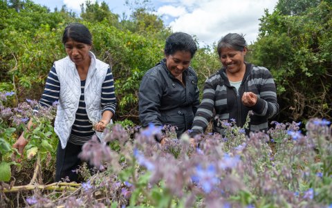 Proyectos. Hay diversidad de proyectos que vinculan a los campos del país.