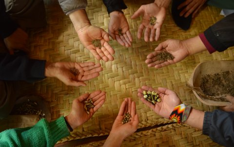 Semillas.  De los objetivos de la Red es seleccionar y conservar las mejores semillas.